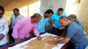 الذهب الأصفر يتألق.. تسليم 257 ألف طن من القمح في شون وصوامع أسوان